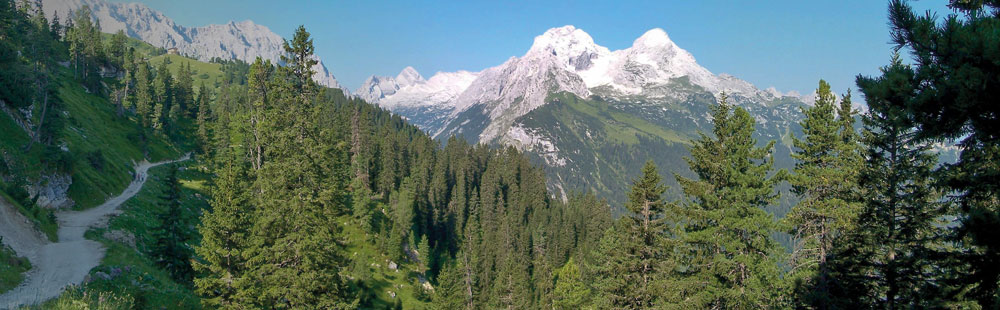 zirbe-gesundheit-schlaf